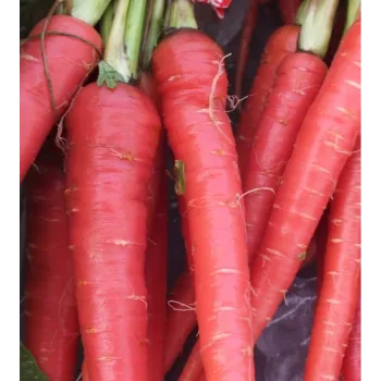 Organic Red Carrot 